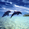 Hidden Numbers Dolphins