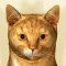 The Cats Meow