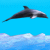Dolphin TOURNOI ETE*