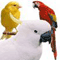 Zero QL's Hangman Vogelarten(birds)