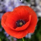 Coquelicot